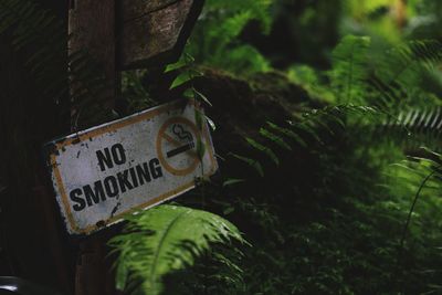 Close-up of information sign against trees