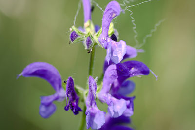 Close-up of purple flowering plant