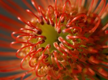 Full frame shot of wet red flower