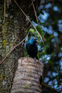 Close-up of bird perching on tree