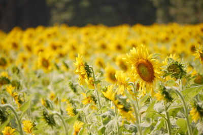 Close-up of sunflower blooming in field