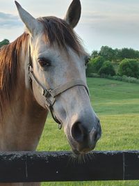 Close-up of a buckskin mare