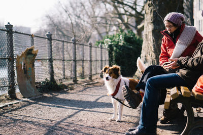 Dog sitting in a park