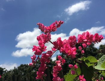 Close-up of pink flowering plants against sky