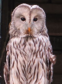 Close-up portrait of owl