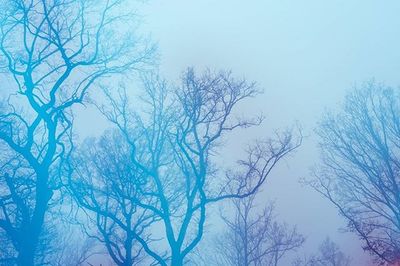 Low angle view of bare trees on snow covered landscape