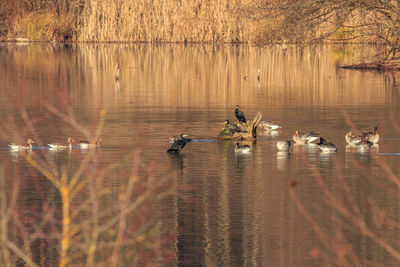 Ducks swimming in lake