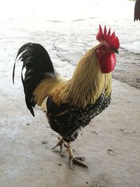 Rooster on shore at beach