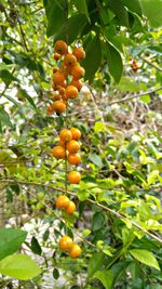 Low angle view of fruits on tree