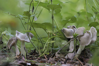 Close-up of white flowering plants on land