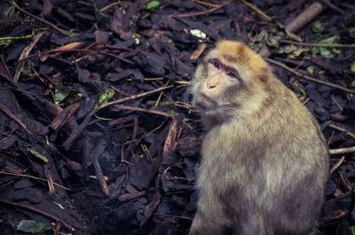 Close-up of monkey sitting on field