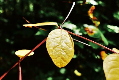 Close-up of yellow berries growing on plant