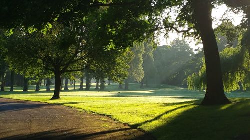 Trees on landscape