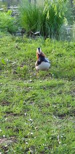 High angle view of bird perching on a field