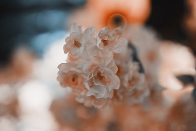 Close-up of white flowering plant