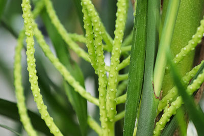 Close-up of wet plant