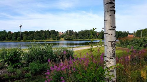 Purple flowering plants by lake in park against sky