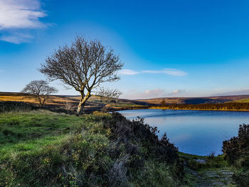 Bare tree on field by lake against blue sky