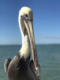 Close-up of pelican on sea against sky