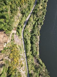 High angle view of road amidst trees