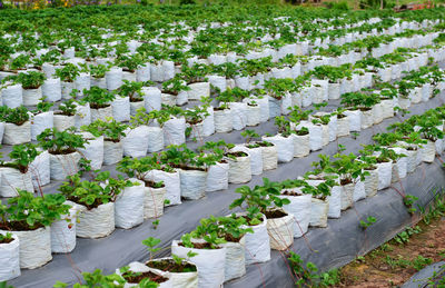 High angle view of flowering plants in garden