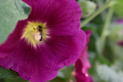 Close-up of pink flower