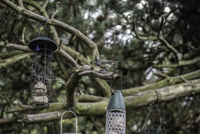 Rare bird in scotland 