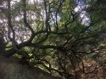 Low angle view of trees in forest