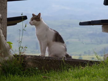 Cat sitting on wood