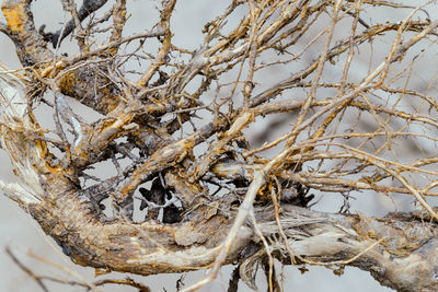 Close-up of frozen tree