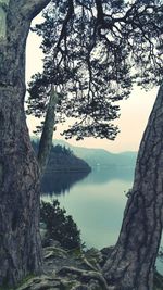 Trees on rock formation