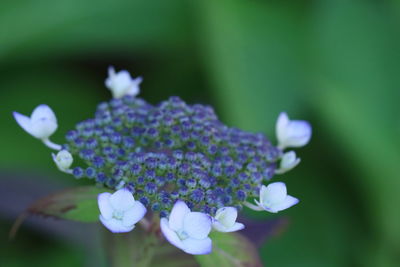 Close-up of purple flowers