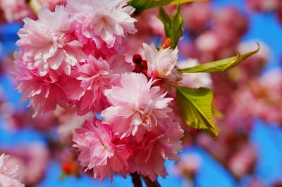 Close-up of pink flowers