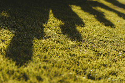 High angle view of shadow on grass