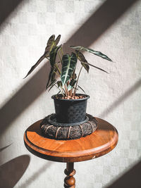 Close-up of potted plant on table against wall