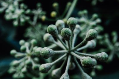 Close-up of flower buds growing outdoors