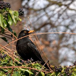 Close-up of bird perching on tree