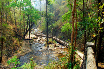 View of bridge over river in forest