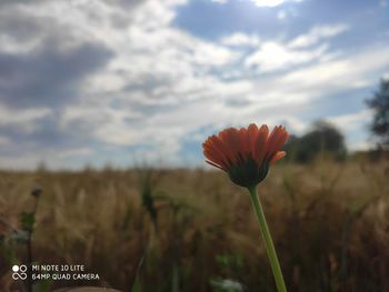 Close-up of flowering plant on field against sky