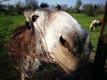 Close-up of horse on field