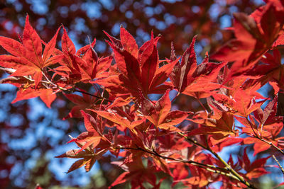 Close-up of maple leaves on tree