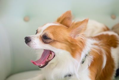 Close-up of dog looking away