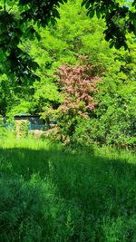 Plants growing on field