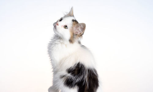 Portrait of cat against white background