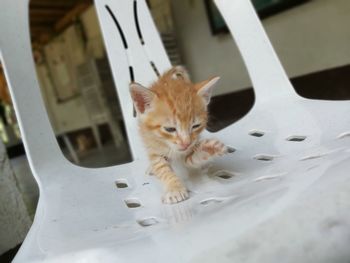 High angle portrait of a cat