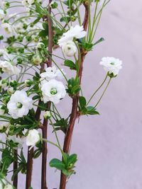 Close-up of white flower tree against sky