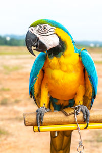 Close-up of a parrot