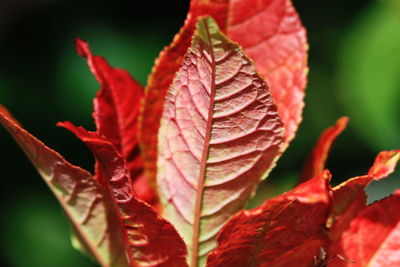 Close-up of red maple leaf