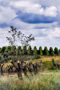 View of birds on field against sky