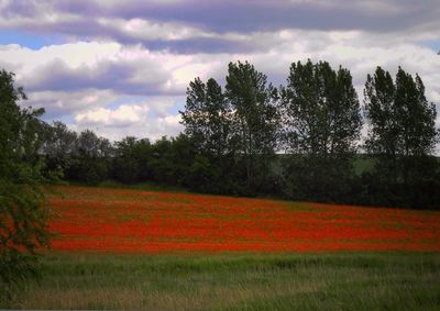 Trees on field against cloudy sky